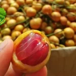 Kokosan Buah Kecil yang Punya 5 Dendam Manis