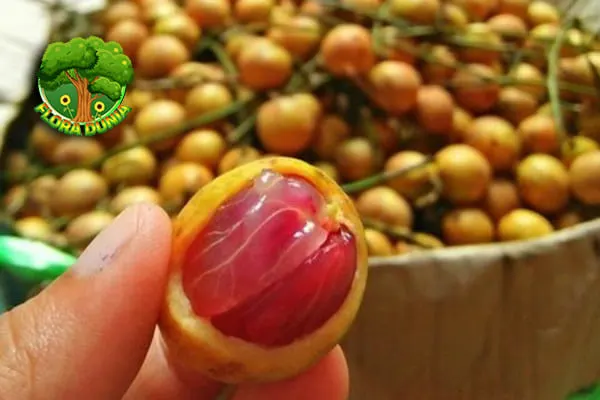 Kokosan Buah Kecil yang Punya 5 Dendam Manis