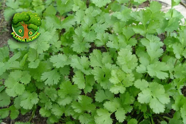 Coriander Tanaman 3 Aromatik yang Kaya Khasiat