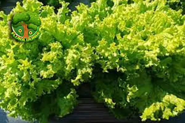 Lettuce Sayur Hijau dari 6 Zaman Mesir Kuno