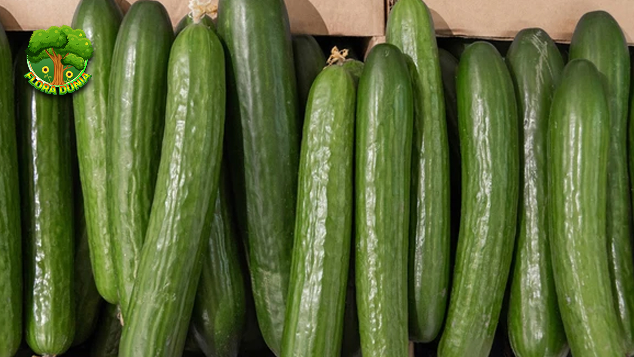 Mentimun 1 Bukan Sekadar dalam Lalapan