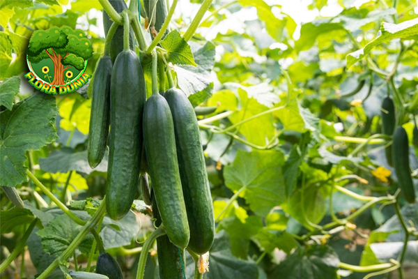 Mentimun 1 Bukan Sekadar dalam Lalapan