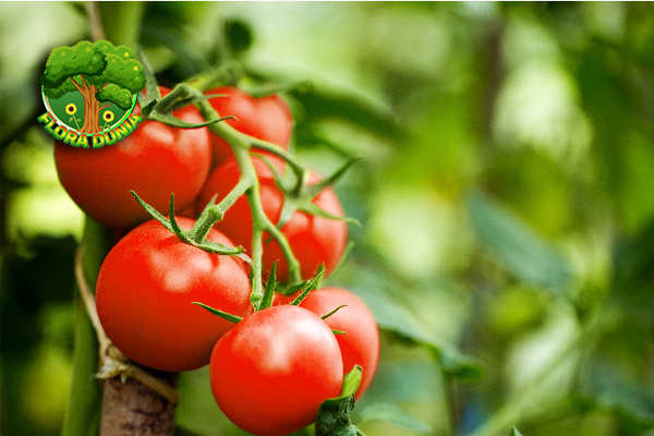 Buah Tomat Ternyata Bisa Lawan 5 Penuaan Dini!