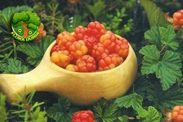 Cloudberry Eksplorasi Unik Buah2 Super Kutub!