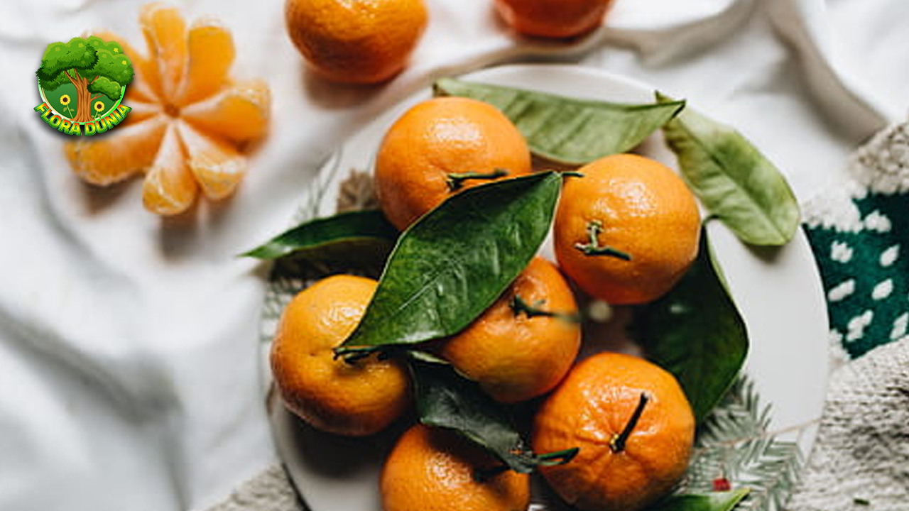 Jeruk Clementine Manis Bebas Biji Kaya 8 Manfaat