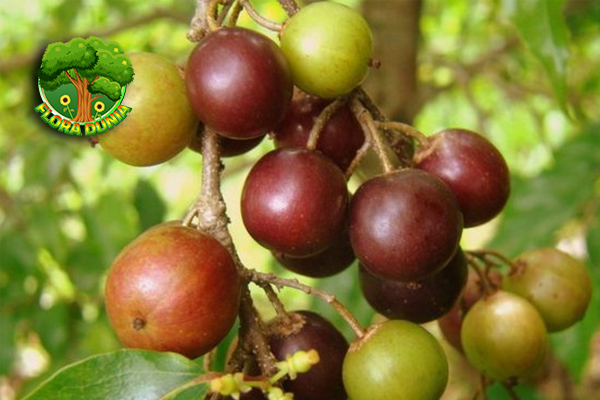 Rukem Buah Asam yang Penuh Jadi 1 Sambal Segar