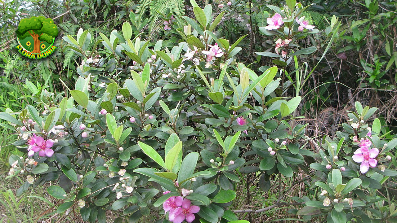 Buah Kemunting Si Ungu Liar Kaya 3 Manfaat Alami