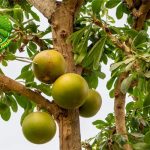 Buah Maja Pahit Rasanya, Kaya 10 Maknanya