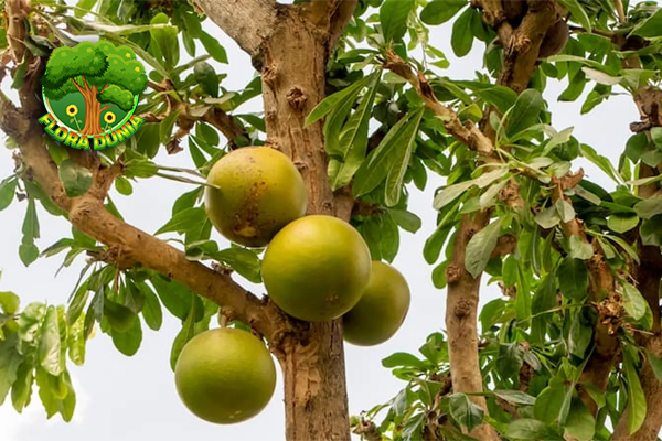 Buah Maja Pahit Rasanya, Kaya 10 Maknanya