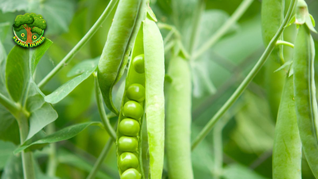 Kacang Polong Si Imut Hijau Kaya 10 Gizi