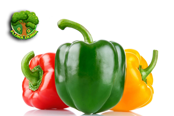 Paprika Si Gembul 2 Warna-warni Kaya Manfaat 9 Paprika Si Gembul 2 Warna-warni Kaya Manfaat