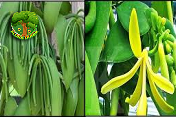 Vanili Si Kecil 10 Beraroma yang Bernilai Terbaik