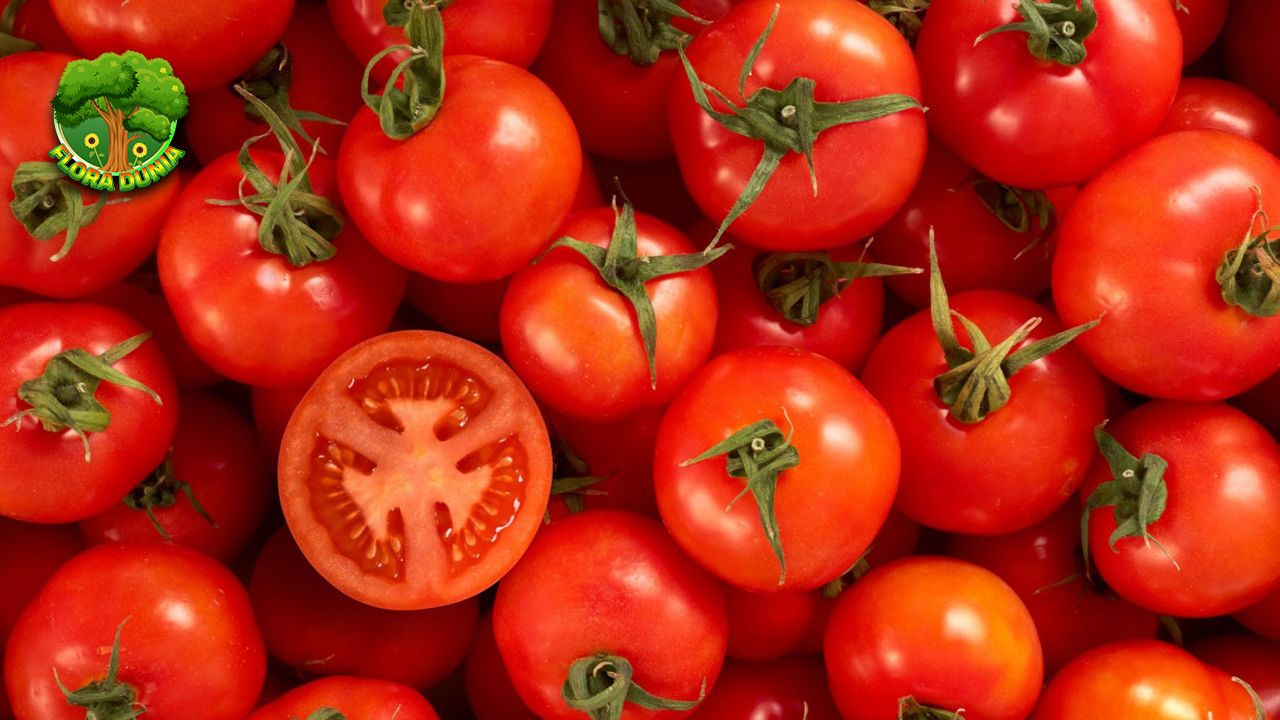 Buah Tomat Ternyata Bisa Lawan 5 Penuaan Dini!