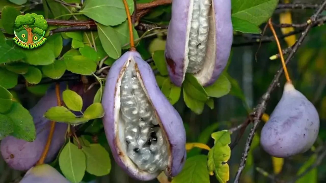 Buah Akebia Si Lilac Manis Nilai 4 Asia Timur