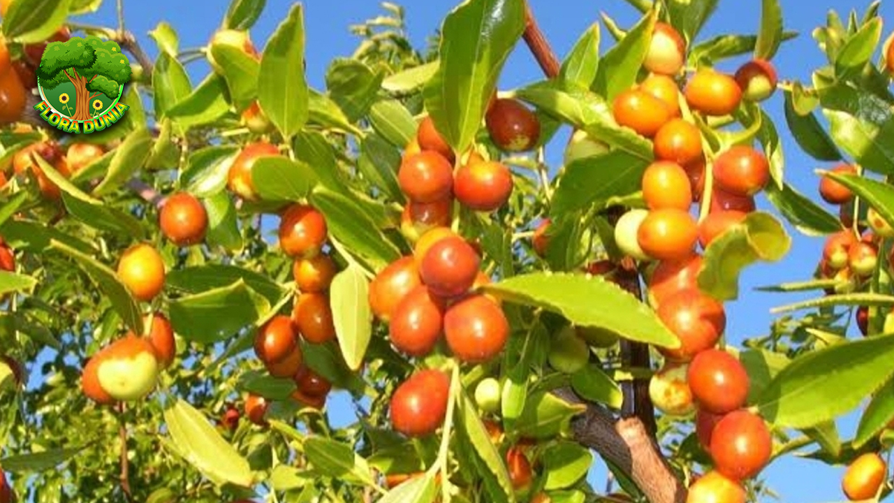 Buah Bidara Si Hijau2 Ajaib dari Asia Selatan