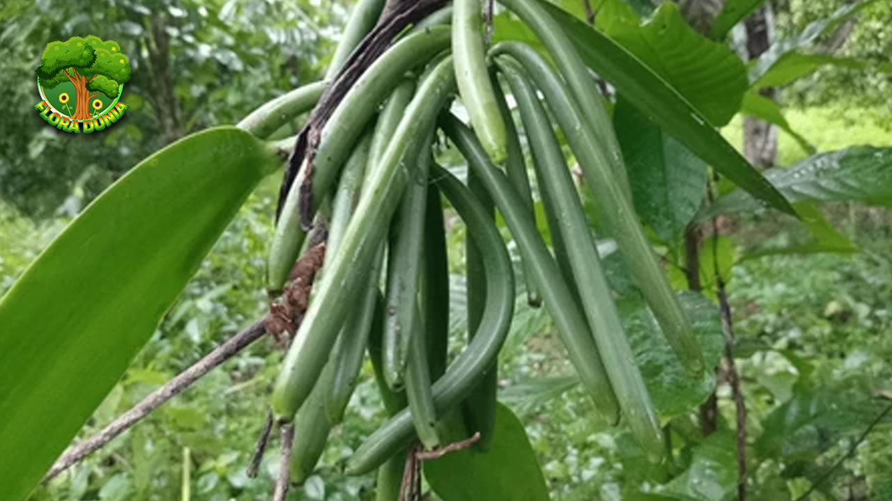 Vanili Si Kecil 10 Beraroma yang Bernilai Terbaik