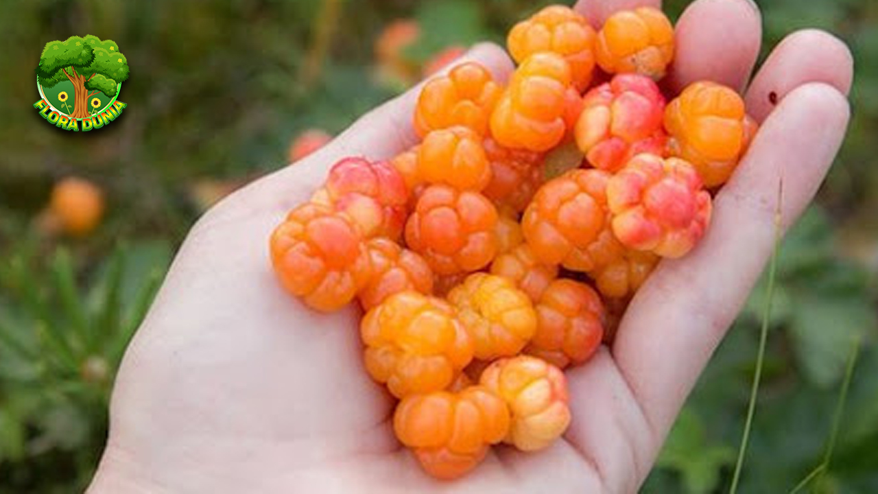 Cloudberry Eksplorasi Unik Buah2 Super Kutub!