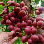 Buah Matoa Si Cantik dari 2 Tanah Papua