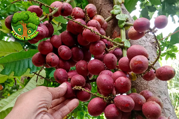 Buah Matoa Si Cantik dari 2 Tanah Papua 9 Buah Matoa Si Cantik dari 2 Tanah Papua