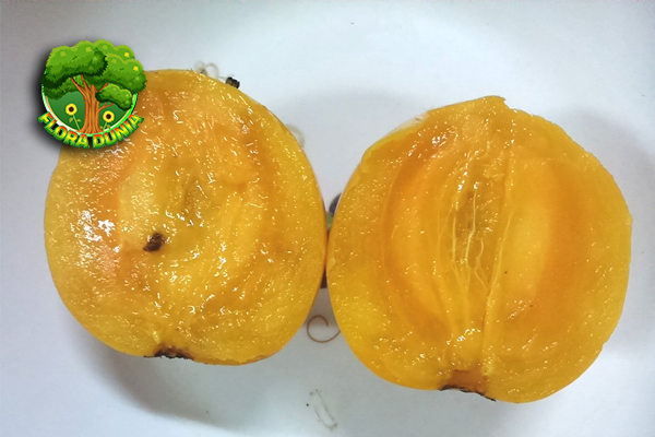 Buah Mundu Si Kuning Asam2 Manis Mulai Tenang 3 Buah Mundu Si Kuning Asam2 Manis Mulai Tenang