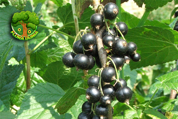 Blackcurrant Si 1 Kecil Ungu dengan Rasa Tajam 9 Blackcurrant Si 1 Kecil Ungu dengan Rasa Tajam