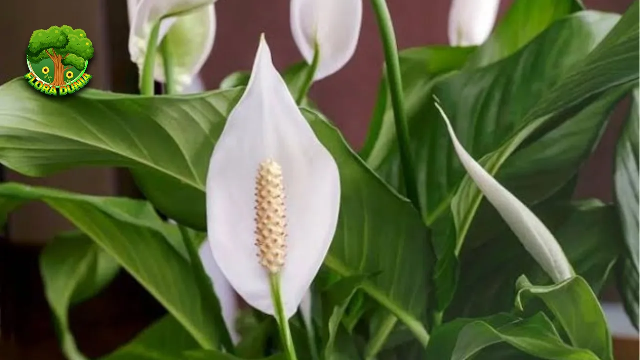 Peace Lily Si Putih Elegan Pemurni 7 Udara Super 2 Peace Lily Si Putih Elegan Pemurni 7 Udara Super