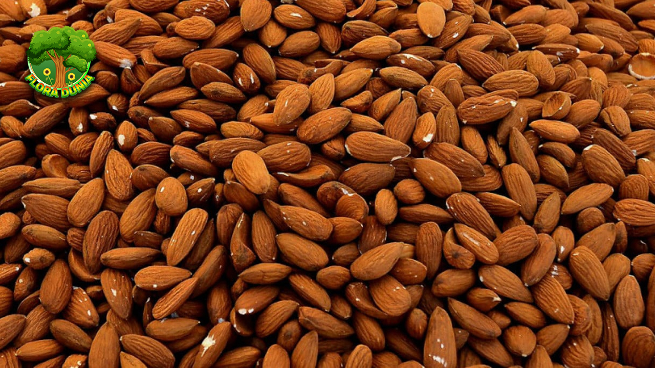 Almond Bisa Turunkan 2 Kolesterol? Ini Heboh