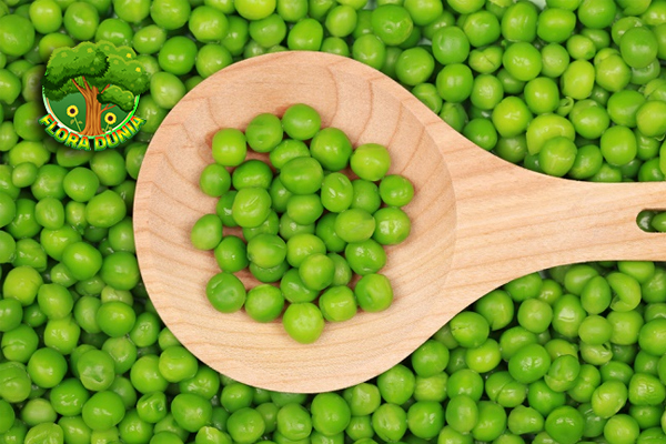 Kacang Polong Si Imut Hijau Kaya 10 Gizi