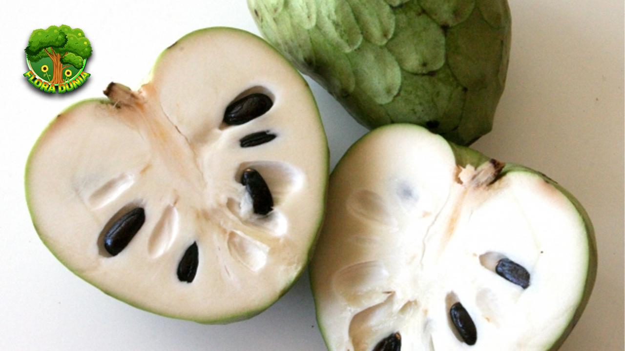 Buah Cherimoya Si Manis 9 Super dari Amerika Tropis 2 Buah Cherimoya Si Manis 9 Super dari Amerika Tropis