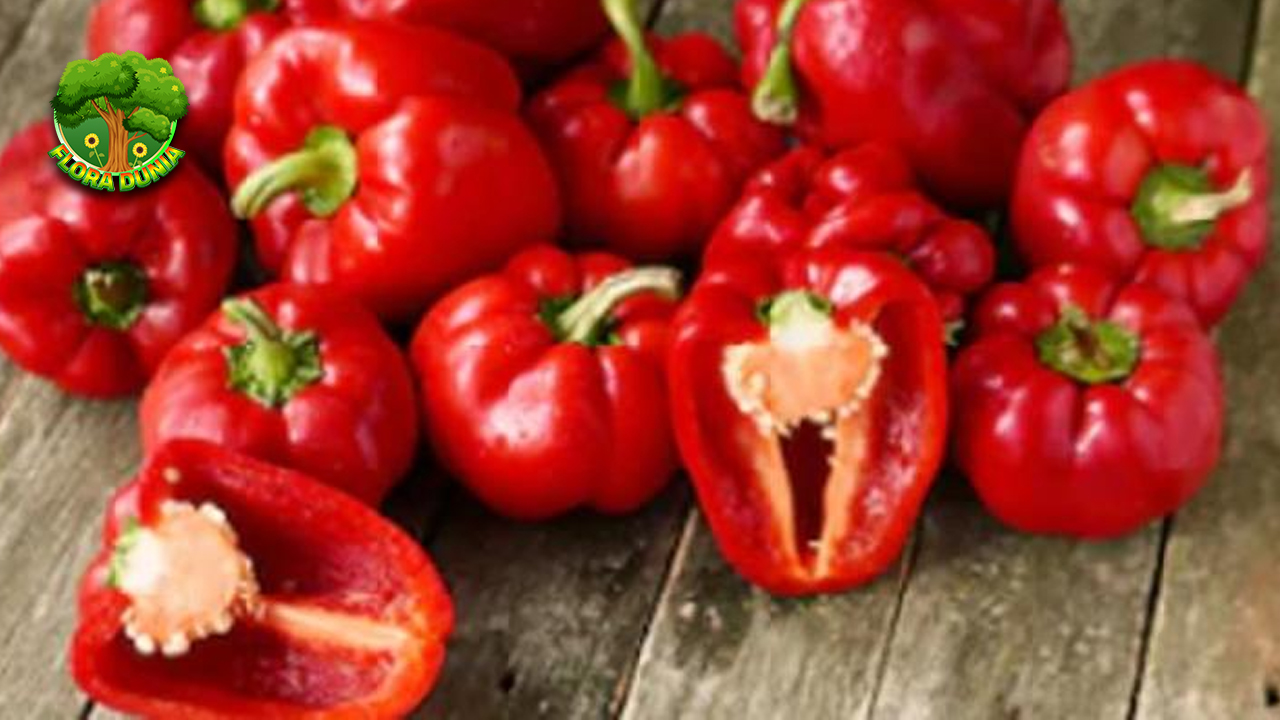 Paprika Si Gembul 2 Warna-warni Kaya Manfaat