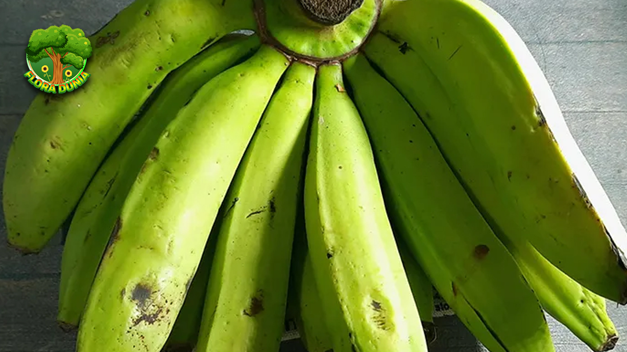 Pisang Ambon 8 Rahasia Energi Alami Para Atlet!