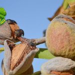 Almond Bisa Turunkan 2 Kolesterol? Ini Heboh