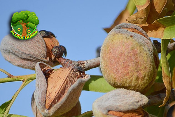 Almond Bisa Turunkan 2 Kolesterol? Ini Heboh