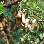 Asam Jawa Dari Resmi Tradisional ke 6 Dunia Herbal