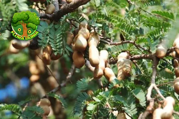 Asam Jawa Dari Resmi Tradisional ke 6 Dunia Herbal 1 Asam Jawa Dari Resmi Tradisional ke 6 Dunia Herbal