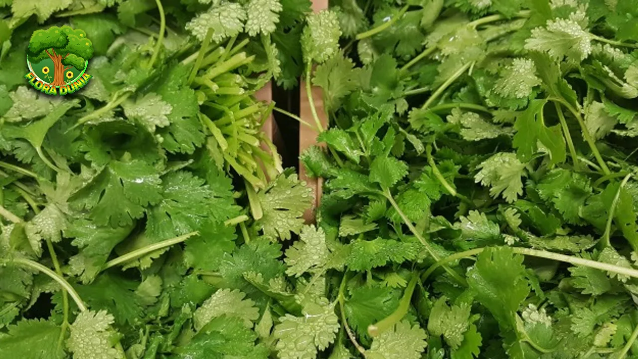 Coriander Tanaman 3 Aromatik yang Kaya Khasiat