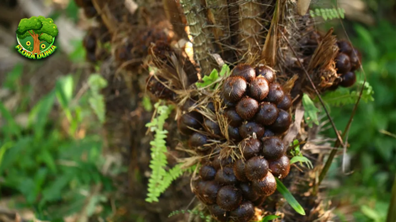 Salak Buah Tropis dari 3 Pohon Palma yang Unik 2 Salak Buah Tropis dari 3 Pohon Palma yang Unik