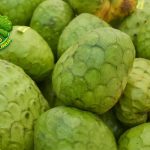 Buah Cherimoya Si Manis 9 Super dari Amerika Tropis