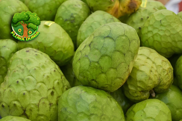 Buah Cherimoya Si Manis 9 Super dari Amerika Tropis