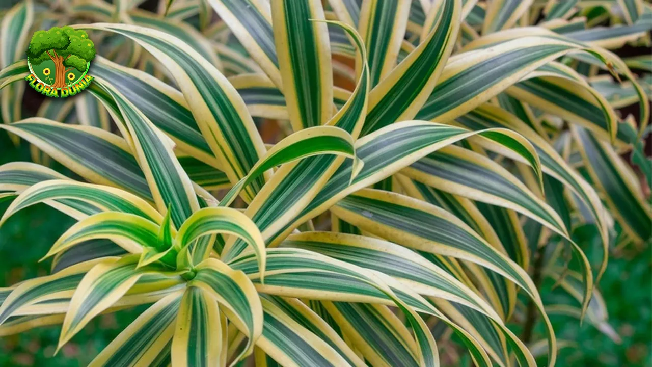Dracaena 1 Genus, 120+ Spesies, Ribuan unik Manfaat 2 Dracaena 1 Genus, 120+ Spesies, Ribuan unik Manfaat