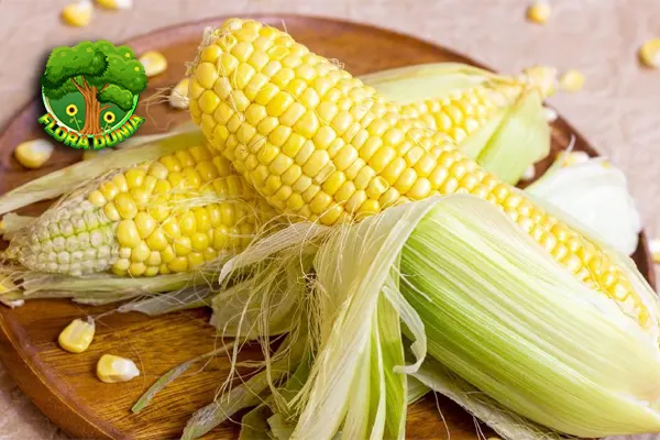 Buah Jagung Kuno yang Bertahan 10 Ribu Tahun 5 Buah Jagung Kuno yang Bertahan 10 Ribu Tahun