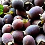 Buah Kemunting Si Ungu Liar Kaya 3 Manfaat Alami