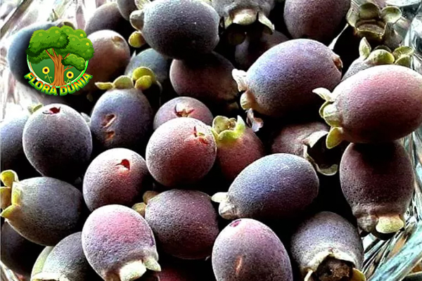 Buah Kemunting Si Ungu Liar Kaya 3 Manfaat Alami