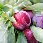 Prem Jepang 1Buah Tradisional Kaya Antioksidan