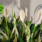 Peace Lily Si Putih Elegan Pemurni 7 Udara Super