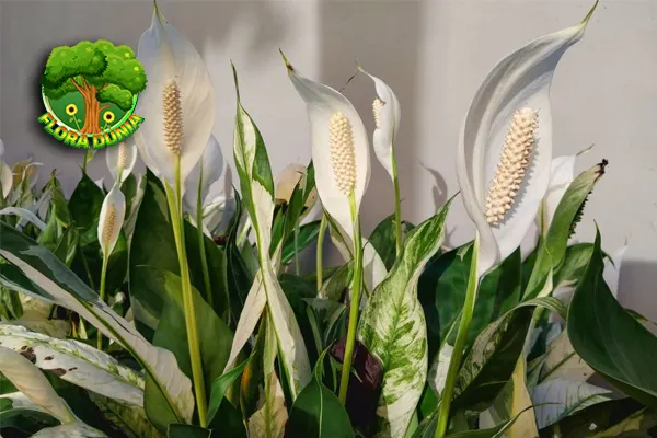 Peace Lily Si Putih Elegan Pemurni 7 Udara Super 1 Peace Lily Si Putih Elegan Pemurni 7 Udara Super