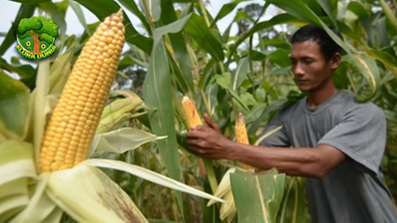 Buah Jagung Kuno yang Bertahan 10 Ribu Tahun 2 Buah Jagung Kuno yang Bertahan 10 Ribu Tahun