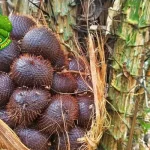 Salak Buah Tropis dari 3 Pohon Palma yang Unik