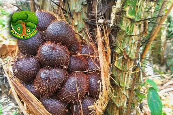 Salak Buah Tropis dari 3 Pohon Palma yang Unik 1 Salak Buah Tropis dari 3 Pohon Palma yang Unik