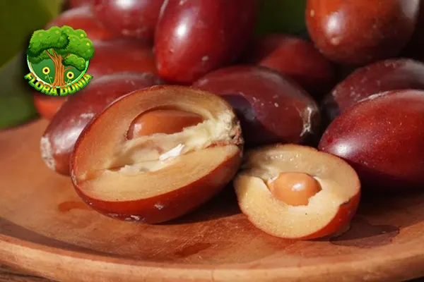 Sawo Kecik Buah 6 Tradisional Tetap Berkelas 3 Sawo Kecik Buah 6 Tradisional Tetap Berkelas